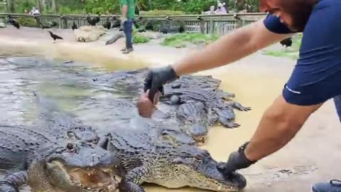 Feeding Hungry Alligators Turn By Turn According to Thier Names