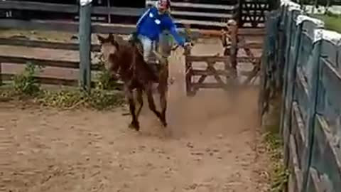 Biting Horse.
