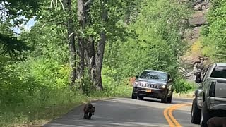 Mama Bear and Cubs Stop Cars