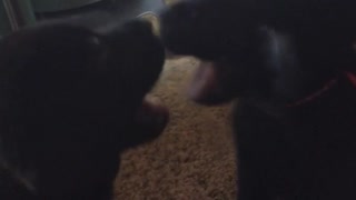 Black dog puppy puts mouth/chews on mirror