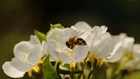 Bee on a white flower of the white cherry blossoms, close-up