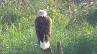 280 Toussaint Wildlife - Oak Harbor Ohio - Any Closer It Will Be On My Arm