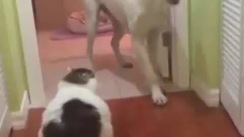 Cat Vs dog