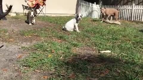 Super cute Puppies running in slow motion