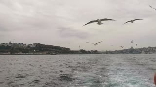 Flock of bird over sea under the sky..