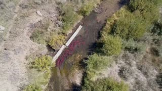 Scientists Discover Giant, Prehistoric Salmon With Tusk-Like Teeth