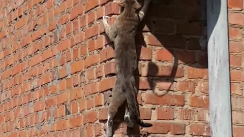 Climber Cat Scales Wall