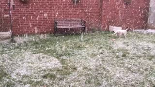 Spaniel Puppy Discovers Snow