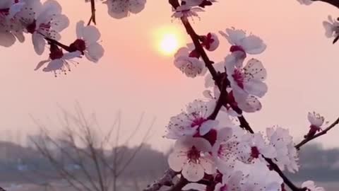 Sunrise with apricot blossoms