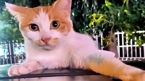 Funny clips of cute pets