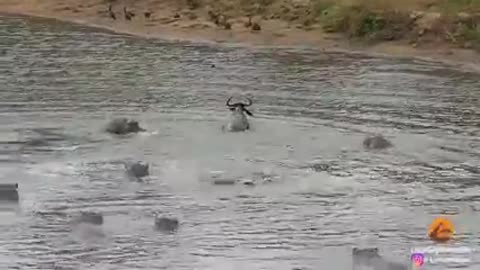 Hero Hippo Saves Wildebeest From Crocodiles Hunting