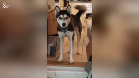 Hilarious Talking Huskies Compilation | Huskies are Awesome