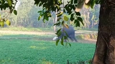 Terrible attack by elephant