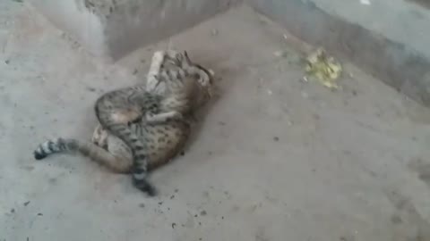 Real Cat Fight Fighting Funny Animal