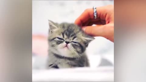 So Funny Cat React