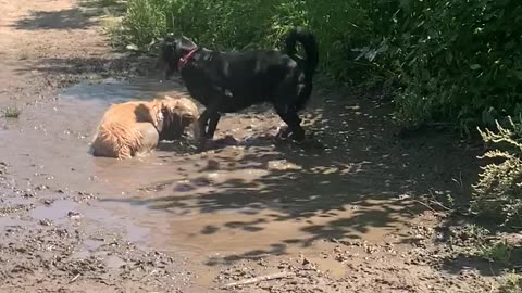 Lucy Loves Her Mud Baths