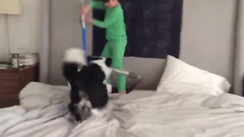 Boy and border collie battle it out with lightsabers in Toronto