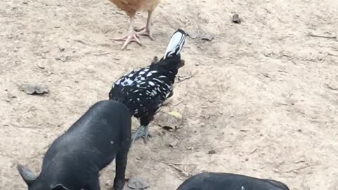 Polish Chicken stealing food from the piglets LOL