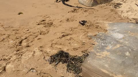 Goanna Goes for a Stroll Along Beach