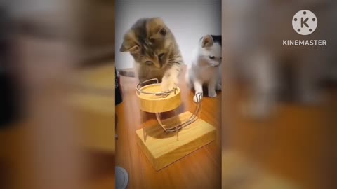 Cute cat video