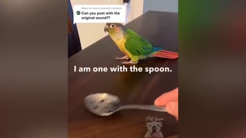 parrot talking, parrot sounds, parrot singing, parrot fish, parrot tv, parrotlet, parrot dancing, parrot talking funny, parrot minecraft, parrot alexa, parrot anafi, parrot anafi drone, parrot annoys cat, parrot and cat, parrot alexa shopping list, parrot