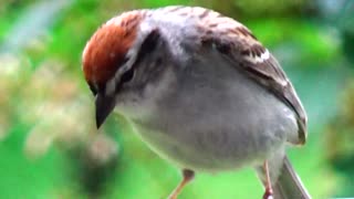 Chirping Sparrows