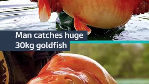 Man catches huge 30kg goldfish