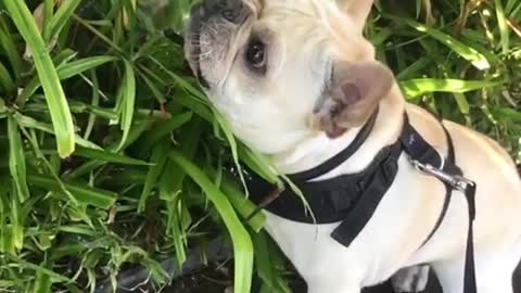 White french bulldog eats grass slowmotion