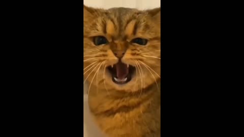Funniest cat 😸😸 don't try to hold back laughter