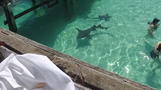 Shark bait with a twist