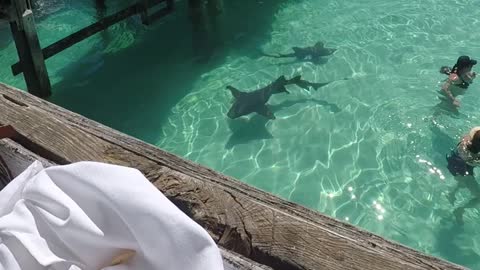 Shark bait with a twist