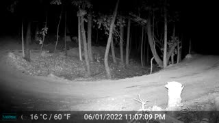 Raccoon - trail camera