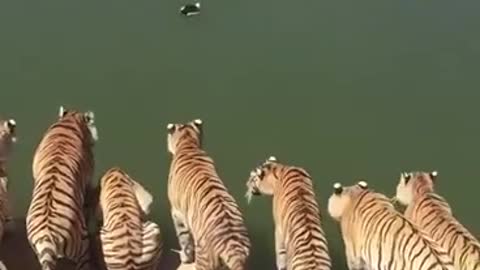 Tiger hunting scene shot