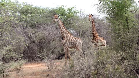 Giraffes looking towards and eating in Kruger National Park South Africa