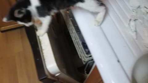 Daredevil cat rides dishwasher