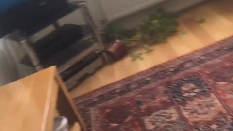 Cat and Squirrel Cause a Ruckus in Living Room
