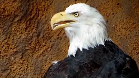 American Bald Eagle: Bird Of Prey