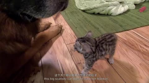 kitty makes big friend