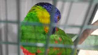 Parrot 2