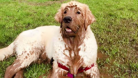 Funniest Dogs playing in mud