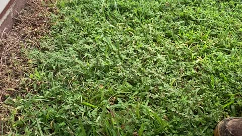 Mowing my overgrown backyard part 1