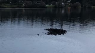 American Coots in Heart Formation