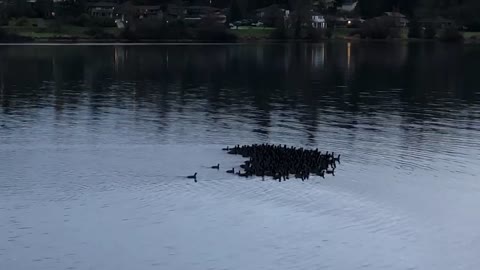 American Coots in Heart Formation