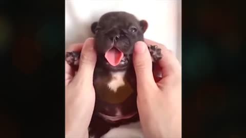 Baby Dog Video !! Cute pets and funny