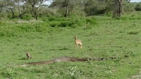 A Python swallowed a Dik Dik and left the partner wondering!!