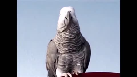Watch these Parrots Talk back!