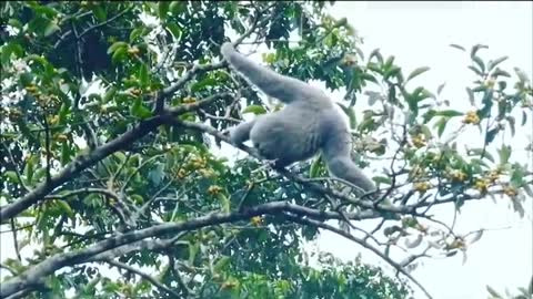 Javan gibbon (owa jawa)