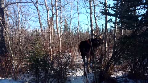 Encounter With a Friendly Moose