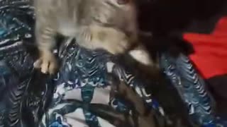 Angry kitten give funny reaction