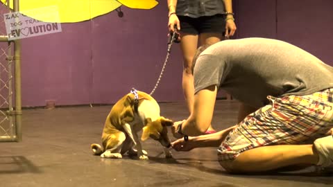 Dog Training for begginers: How to Train any DOG and all the Basics.